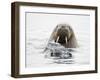 Norway, Svalbard, Walrus in Water-Ellen Goff-Framed Photographic Print