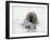 Norway, Svalbard, Walrus in Water-Ellen Goff-Framed Photographic Print