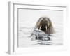 Norway, Svalbard, Walrus in Water-Ellen Goff-Framed Photographic Print