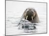 Norway, Svalbard, Walrus in Water-Ellen Goff-Mounted Photographic Print