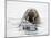 Norway, Svalbard, Walrus in Water-Ellen Goff-Mounted Photographic Print