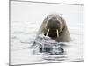 Norway, Svalbard, Walrus in Water-Ellen Goff-Mounted Photographic Print