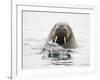 Norway, Svalbard, Walrus in Water-Ellen Goff-Framed Photographic Print