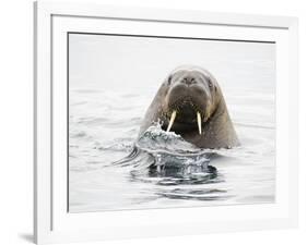 Norway, Svalbard, Walrus in Water-Ellen Goff-Framed Photographic Print