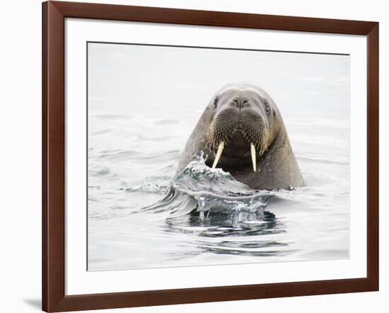 Norway, Svalbard, Walrus in Water-Ellen Goff-Framed Photographic Print