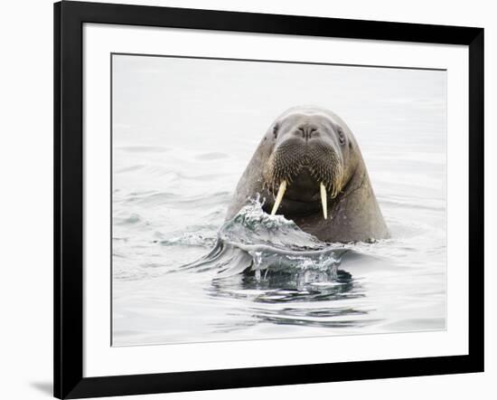 Norway, Svalbard, Walrus in Water-Ellen Goff-Framed Photographic Print