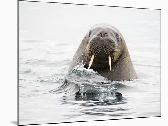 Norway, Svalbard, Walrus in Water-Ellen Goff-Mounted Photographic Print