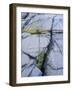 Norway, Telemark, the North Sea, Skagerak, Portšr, Lichen-Covered Rocks-Andreas Keil-Framed Photographic Print