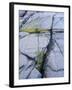 Norway, Telemark, the North Sea, Skagerak, Portšr, Lichen-Covered Rocks-Andreas Keil-Framed Photographic Print