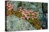 Norway, Utsira Island, flower in a stone crack.-Michele Molinari-Stretched Canvas