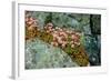 Norway, Utsira Island, flower in a stone crack.-Michele Molinari-Framed Photographic Print