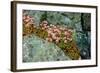 Norway, Utsira Island, flower in a stone crack.-Michele Molinari-Framed Photographic Print