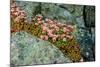 Norway, Utsira Island, flower in a stone crack.-Michele Molinari-Mounted Photographic Print