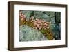 Norway, Utsira Island, flower in a stone crack.-Michele Molinari-Framed Photographic Print