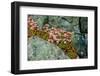 Norway, Utsira Island, flower in a stone crack.-Michele Molinari-Framed Photographic Print