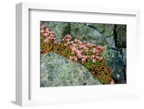 Norway, Utsira Island, flower in a stone crack.-Michele Molinari-Framed Photographic Print