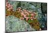 Norway, Utsira Island, flower in a stone crack.-Michele Molinari-Mounted Photographic Print