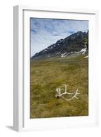 Norway. Varsolbukta. Camp Millar. Reindeer Antler on the Tundra-Inger Hogstrom-Framed Photographic Print