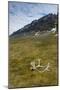 Norway. Varsolbukta. Camp Millar. Reindeer Antler on the Tundra-Inger Hogstrom-Mounted Photographic Print