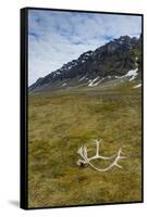 Norway. Varsolbukta. Camp Millar. Reindeer Antler on the Tundra-Inger Hogstrom-Framed Stretched Canvas