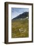 Norway. Varsolbukta. Camp Millar. Reindeer Antler on the Tundra-Inger Hogstrom-Framed Photographic Print