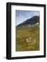 Norway. Varsolbukta. Camp Millar. Reindeer Antler on the Tundra-Inger Hogstrom-Framed Photographic Print