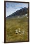 Norway. Varsolbukta. Camp Millar. Reindeer Antler on the Tundra-Inger Hogstrom-Framed Premium Photographic Print