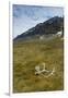 Norway. Varsolbukta. Camp Millar. Reindeer Antler on the Tundra-Inger Hogstrom-Framed Photographic Print