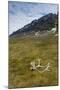 Norway. Varsolbukta. Camp Millar. Reindeer Antler on the Tundra-Inger Hogstrom-Mounted Photographic Print