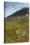 Norway. Varsolbukta. Camp Millar. Reindeer Antler on the Tundra-Inger Hogstrom-Stretched Canvas