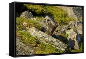 Norway, Western Spitsbergen. Arctic Fox Kit Outside its Den-Steve Kazlowski-Framed Stretched Canvas