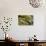 Norway, Western Spitsbergen. Arctic Fox Kit Outside its Den-Steve Kazlowski-Photographic Print displayed on a wall