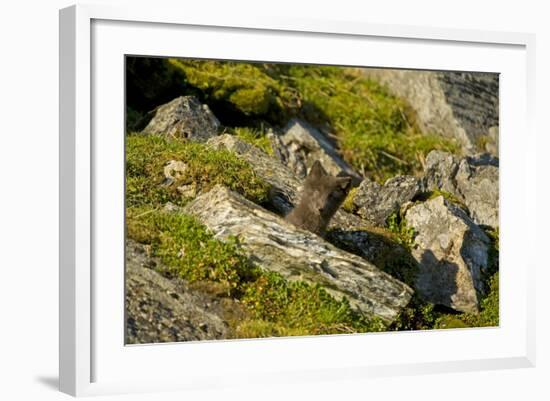 Norway, Western Spitsbergen. Arctic Fox Kit Outside its Den-Steve Kazlowski-Framed Photographic Print