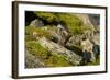 Norway, Western Spitsbergen. Arctic Fox Kit Outside its Den-Steve Kazlowski-Framed Photographic Print