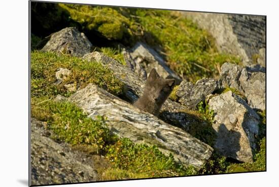 Norway, Western Spitsbergen. Arctic Fox Kit Outside its Den-Steve Kazlowski-Mounted Photographic Print