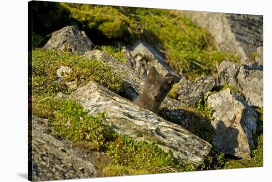 Norway, Western Spitsbergen. Arctic Fox Kit Outside its Den-Steve Kazlowski-Stretched Canvas