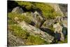 Norway, Western Spitsbergen. Arctic Fox Kit Outside its Den-Steve Kazlowski-Stretched Canvas