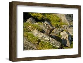 Norway, Western Spitsbergen. Arctic Fox Kit Outside its Den-Steve Kazlowski-Framed Photographic Print