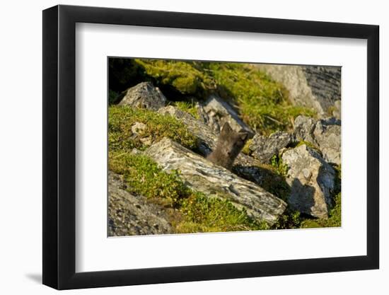 Norway, Western Spitsbergen. Arctic Fox Kit Outside its Den-Steve Kazlowski-Framed Photographic Print