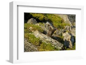 Norway, Western Spitsbergen. Arctic Fox Kit Outside its Den-Steve Kazlowski-Framed Photographic Print