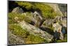 Norway, Western Spitsbergen. Arctic Fox Kit Outside its Den-Steve Kazlowski-Mounted Photographic Print