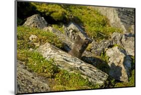 Norway, Western Spitsbergen. Arctic Fox Kit Outside its Den-Steve Kazlowski-Mounted Photographic Print