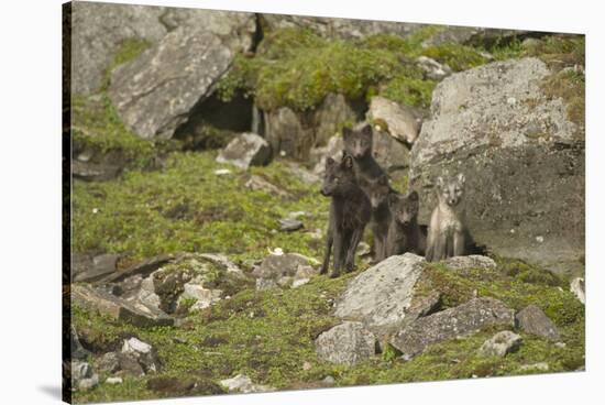 Norway, Western Spitsbergen. Arctic Fox Vixen in Blue Phase-Steve Kazlowski-Stretched Canvas