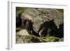 Norway, Western Spitsbergen. Arctic Fox Vixen in Blue Phase-Steve Kazlowski-Framed Photographic Print