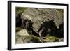 Norway, Western Spitsbergen. Arctic Fox Vixen in Blue Phase-Steve Kazlowski-Framed Photographic Print