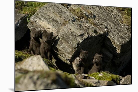 Norway, Western Spitsbergen. Arctic Fox Vixen in Blue Phase-Steve Kazlowski-Mounted Photographic Print