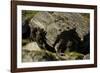 Norway, Western Spitsbergen. Arctic Fox Vixen in Blue Phase-Steve Kazlowski-Framed Photographic Print