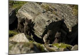 Norway, Western Spitsbergen. Arctic Fox Vixen in Blue Phase-Steve Kazlowski-Mounted Photographic Print