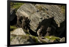 Norway, Western Spitsbergen. Arctic Fox Vixen in Blue Phase-Steve Kazlowski-Framed Photographic Print