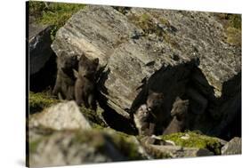 Norway, Western Spitsbergen. Arctic Fox Vixen in Blue Phase-Steve Kazlowski-Stretched Canvas